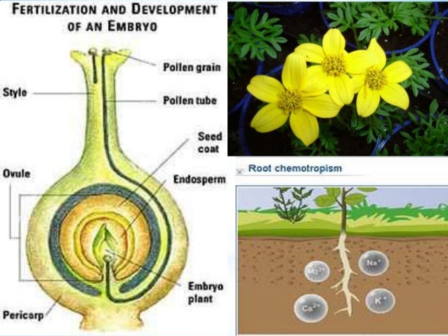 What Is An Example Of Chemotropic Response? – CNXJD