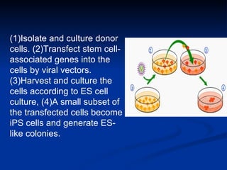 (1)Isolate and culture donor cells. (2)Transfect stem cell-associated genes into the cells by viral vectors. (3)Harvest and culture the cells according to ES cell culture, (4)A small subset of the transfected cells become iPS cells and generate ES-like colonies. 
