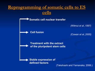 Reprogramming of somatic cells to ES cells Somatic cell nuclear transfer  Cell fusion Treatment with the extract of the pluripotent stem cells Stable expression of defined factors ( Cowan  et al.,2005) ( Wilmut  et al.,1997) (Takahashi and Yamanaka, 2006.)  