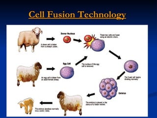 Cell Fusion Technology   