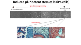 Induced Pluripotent Stem Cells and Its a | PPTX