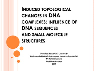 Induced topological changes in DNAcomplexes: influence of DNA sequencesand small molecule structures Pontifica Bolivariana University Mariacamila Foronda Campuzano – Andres Duarte Ruiz Medicine Students Molecular Biology 2011 