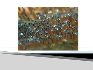 Induce Spawning In amphibia.pptx by Vishal mehra | PPTX