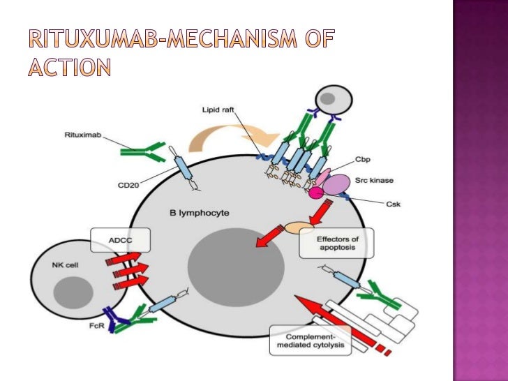 Treatment options and strategies for antibody mediated rejection after renal transplantation