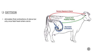 • stimulates final contractions of uterus but
only once fetal head enters cervix
 OXYTOCIN
 