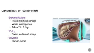  INDUCTION OF PARTURITION
 