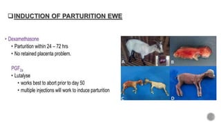INDUCTION OF PARTURITION EWE
 