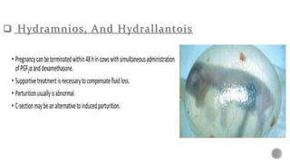  Hydramnios, And Hydrallantois
 