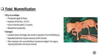  Fetal Mummification
 