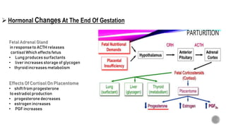 Fetal Adrenal Gland
in response to ACTH releases
cortisol Which effects fetus
• Lung produces surfactants
• liver increases storage of glycogen
• thyroid increases metabolism
Effects Of Cortisol On Placentome
• shift from progesterone
to estradiol production
• progesterone decreases
• estrogen increases
• PGF increases
 Hormonal Changes At The End Of Gestation
 