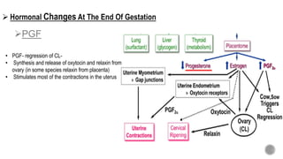  Hormonal Changes At The End Of Gestation
PGF
• PGF- regression of CL-
• Synthesis and release of oxytocin and relaxin from
ovary (in some species relaxin from placenta)
• Stimulates most of the contractions in the uterus
 