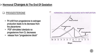 • P4 shift from progesterone to estrogen
production leads to its decrease from
the placentome
• PGF stimulates luteolysis so
progesterone from CL decreases
• release from "progesterone block"
 PROGESTERONE
 
