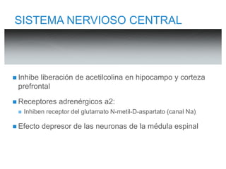 SISTEMA NERVIOSO CENTRAL 
 Inhibe liberación de acetilcolina en hipocampo y corteza 
prefrontal 
 Receptores adrenérgicos a2: 
 Inhiben receptor del glutamato N-metil-D-aspartato (canal Na) 
 Efecto depresor de las neuronas de la médula espinal 
 