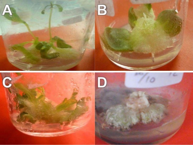 Induksi keragaman somaklonal bunga kertas zinnia sp