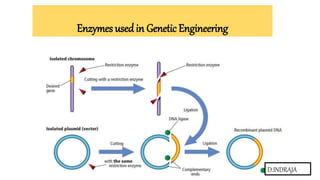 Enzymes used in Genetic Engineering
D.INDRAJA
 