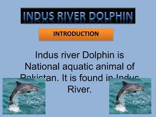 INTRODUCTION
Indus river Dolphin is
National aquatic animal of
Pakistan. It is found in Indus
River.
 