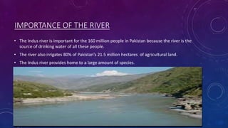 IMPORTANCE OF THE RIVER
• The Indus river is important for the 160 million people in Pakistan because the river is the
source of drinking water of all these people.
• The river also irrigates 80% of Pakistan’s 21.5 million hectares of agricultural land.
• The Indus river provides home to a large amount of species.
 