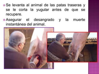  Se levanta al animal de las patas traseras y
se le corta la yugular antes de que se
recupere.
 Asegurar el desangrado y la muerte
instantánea del animal.
 