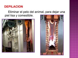 Eliminar el pelo del animal, para dejar una
piel lisa y comestible.
 