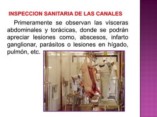Primeramente se observan las vísceras
abdominales y torácicas, donde se podrán
apreciar lesiones como, abscesos, infarto
ganglionar, parásitos o lesiones en hígado,
pulmón, etc.
 