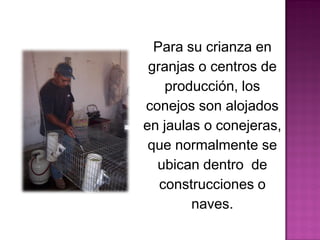 Para su crianza en
granjas o centros de
producción, los
conejos son alojados
en jaulas o conejeras,
que normalmente se
ubican dentro de
construcciones o
naves.
 