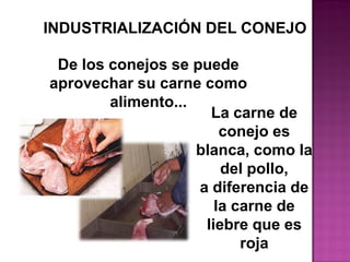 De los conejos se puede
aprovechar su carne como
alimento...
La carne de
conejo es
blanca, como la
del pollo,
a diferencia de
la carne de
liebre que es
roja
INDUSTRIALIZACIÓN DEL CONEJO
 