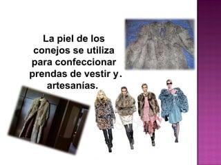 La piel de los
conejos se utiliza
para confeccionar
prendas de vestir y
artesanías.
.
 