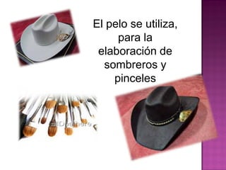El pelo se utiliza,
para la
elaboración de
sombreros y
pinceles
 