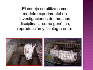 El conejo se utiliza como
modelo experimental en
investigaciones de muchas
disciplinas, como genética,
reproducción y fisiología entre
otras.
 