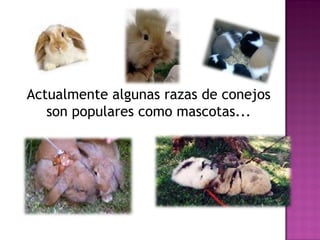 Actualmente algunas razas de conejos
son populares como mascotas...
 