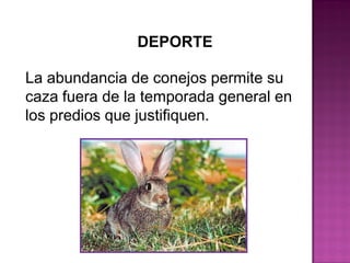 DEPORTE
La abundancia de conejos permite su
caza fuera de la temporada general en
los predios que justifiquen..
 