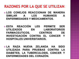  LOS CONEJOS REACCIONAN DE MANERA
SIMILAR A LOS HUMANOS A
ENFERMEDADES Y MEDICAMENTOS.
 ESTA REACCIÓN LES PERMITE SER
UTILIZADOS EN LABORATORIOS
FARMACEUTICOS, CENTROS DE
INVESTIGACIÓN CONTRA EL CÁNCER Y
HOSPITALES UNIVERSITARIOS.
 LA RAZA NUEVA ZELANDA HA SIDO
UTILIZADA PARA PRUEBAS CONTRA LA
DIABETES, LA TUBERCULOSIS, CÁNCER Y
ENFERMEDADES DEL CORAZÓN.
 