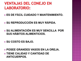  ES DE FÁCIL CUIDADO Y MANTENIMIENTO.
 SU REPRODUCCIÓN ES MUY RÁPIDA.
 SU ALIMENTACIÓN ES MUY SENCILLA POR
SUS HÁBITOS ALIMENTICIOS.
 SU COSTO ES BAJO.
 POSEE GRANDES VASOS EN LA OREJA.
 TIENE CALIDAD Y CANTIDAD DE
ANTICUERPOS.
 