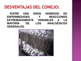 SUFRE UNA GRAN VARIEDAD DE
ENFERMEDADES Y REACCIONES
EXTREMADAMENTE VARIABLES A LA
MAYORÍA DE LOS ANALGÉSICOS
GENERALES.
 
