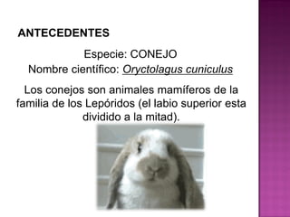 Especie: CONEJO
Nombre científico: Oryctolagus cuniculus
Los conejos son animales mamíferos de la
familia de los Lepóridos (el labio superior esta
dividido a la mitad).
ANTECEDENTES
 