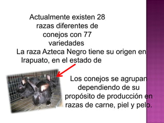 Actualmente existen 28
razas diferentes de
conejos con 77
variedades.
La raza Azteca Negro tiene su origen en
Irapuato, en el estado de Guanajuato.
Los conejos se agrupan
dependiendo de su
propósito de producción en
razas de carne, piel y pelo.
 