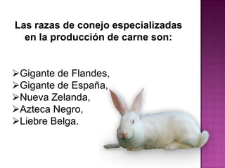 Las razas de conejo especializadas
en la producción de carne son:
Gigante de Flandes,
Gigante de España,
Nueva Zelanda,
Azteca Negro,
Liebre Belga.
Nueva Zelanda
 