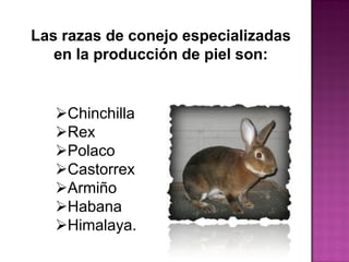 Las razas de conejo especializadas
en la producción de piel son:
Chinchilla
Rex
Polaco
Castorrex
Armiño
Habana
Himalaya. Rex
 
