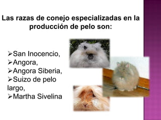 Las razas de conejo especializadas en la
producción de pelo son:
San Inocencio,
Angora,
Angora Siberia,
Suizo de pelo
largo,
Martha Sivelina.
 