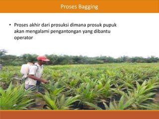 Proses Bagging
• Proses akhir dari prosuksi dimana prosuk pupuk
akan mengalami pengantongan yang dibantu
operator
 