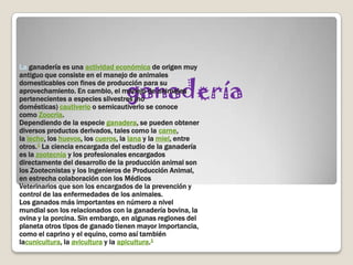 La ganadería es una actividad económica de origen muy


                                  ganadería
antiguo que consiste en el manejo de animales
domesticables con fines de producción para su
aprovechamiento. En cambio, el manejo de animales
pertenecientes a especies silvestres (no
domésticas) cautiverio o semicautiverio se conoce
como Zoocría.
Dependiendo de la especie ganadera, se pueden obtener
diversos productos derivados, tales como la carne,
la leche, los huevos, los cueros, la lana y la miel, entre
otros.1 La ciencia encargada del estudio de la ganadería
es la zootecnia y los profesionales encargados
directamente del desarrollo de la producción animal son
los Zootecnistas y los Ingenieros de Producción Animal,
en estrecha colaboración con los Médicos
Veterinarios que son los encargados de la prevención y
control de las enfermedades de los animales.
Los ganados más importantes en número a nivel
mundial son los relacionados con la ganadería bovina, la
ovina y la porcina. Sin embargo, en algunas regiones del
planeta otros tipos de ganado tienen mayor importancia,
como el caprino y el equino, como así también
lacunicultura, la avicultura y la apicultura.1
 