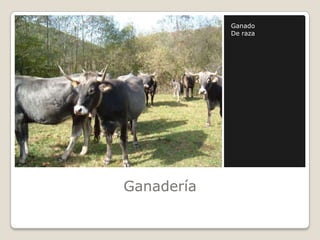 Ganado
            De raza




Ganadería
 