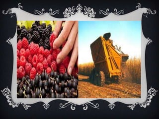 Industria agricola laura fea1233