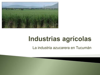 La industria azucarera en Tucumán
 