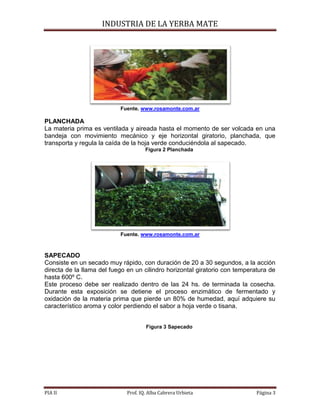 INDUSTRIA DE LA YERBA MATE
PIA II Prof. IQ. Alba Cabrera Urbieta Página 3
Fuente. www.rosamonte.com.ar
PLANCHADA
La materia prima es ventilada y aireada hasta el momento de ser volcada en una
bandeja con movimiento mecánico y eje horizontal giratorio, planchada, que
transporta y regula la caída de la hoja verde conduciéndola al sapecado.
Figura 2 Planchada
Fuente. www.rosamonte.com.ar
SAPECADO
Consiste en un secado muy rápido, con duración de 20 a 30 segundos, a la acción
directa de la llama del fuego en un cilindro horizontal giratorio con temperatura de
hasta 600º C.
Este proceso debe ser realizado dentro de las 24 hs. de terminada la cosecha.
Durante esta exposición se detiene el proceso enzimático de fermentado y
oxidación de la materia prima que pierde un 80% de humedad, aquí adquiere su
característico aroma y color perdiendo el sabor a hoja verde o tisana.
Figura 3 Sapecado
 