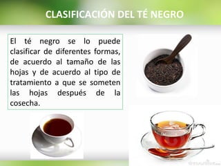 CLASIFICACIÓN DEL TÉ NEGRO
El té negro se lo puede
clasificar de diferentes formas,
de acuerdo al tamaño de las
hojas y de acuerdo al tipo de
tratamiento a que se someten
las hojas después de la
cosecha.
 