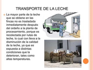 TRANSPORTE DE LA LECHE
 La mayor parte de la leche
que se obtiene en las
fincas no es trasladada
inmediatamente después
del ordeño a la planta de
procesamiento, porque es
recolectada por rutas de
leche, lo cual con lleva a la
disminución de la calidad
de la leche, ya que es
expuesta a distintas
condiciones que la
deterioran, tales como
altas temperaturas.
 
