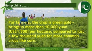 For farmers, the crop is green gold –
brings in more than 10,000 yuan
(US$1,500) per hectare, compared to just
a few thous...