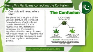 ► Cannabis and hemp who is
who?
The plants and plant parts of the
Cannabis plant, ie the leaves and
flowering heads of whi...