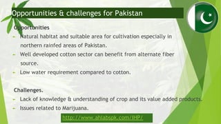 Opportunities
► Natural habitat and suitable area for cultivation especially in
northern rainfed areas of Pakistan.
► Well...